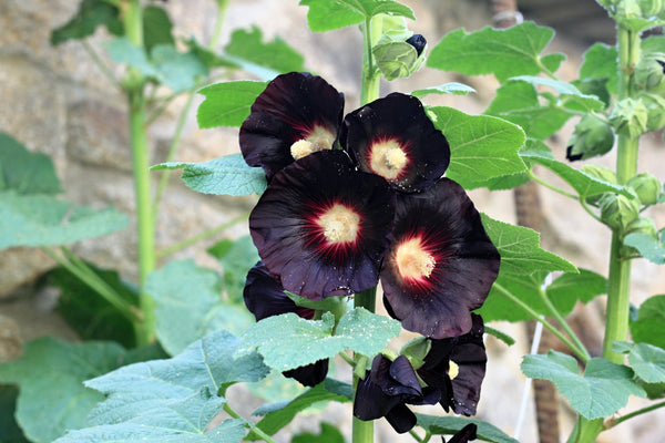 Black Hollyhock Seeds