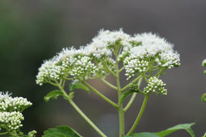 Tall White Boneset Seeds