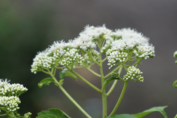 Tall White Boneset Seeds