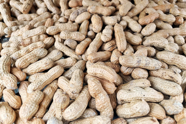 Tennessee Red Peanut (Valencia Type) Seeds