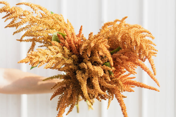 Hot Biscuits Amaranthus Seeds - Certified Organic