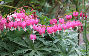 Old Fashioned Bleeding Heart Seeds