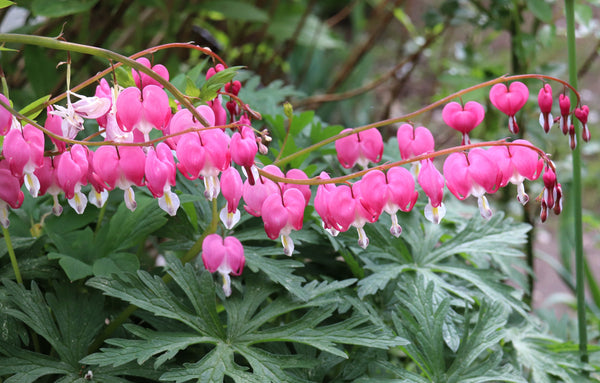 Old Fashioned Bleeding Heart Seeds