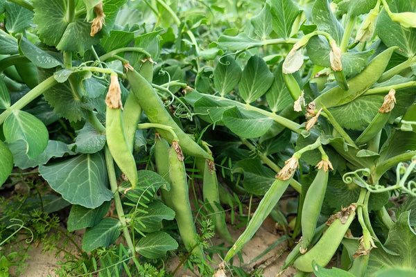 AUSTRIAN WINTER PEA Ground Cover Crop Legume Seeds