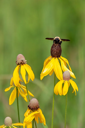 Yellow Coneflower Seeds