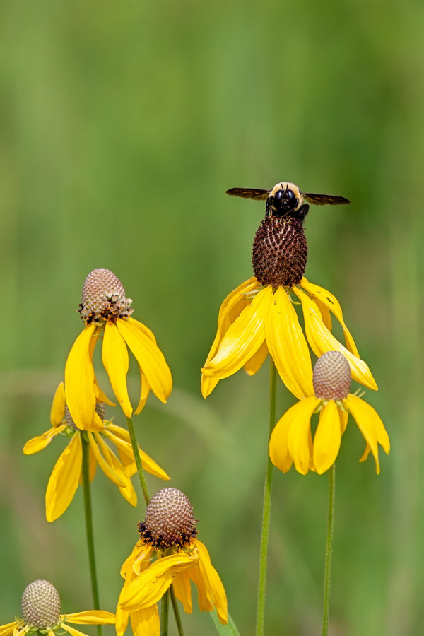 Yellow Coneflower Seeds