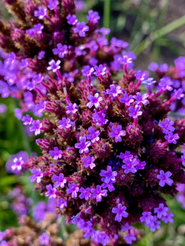 Common Vervain Seeds