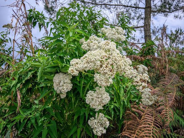 Tall White Boneset Seeds