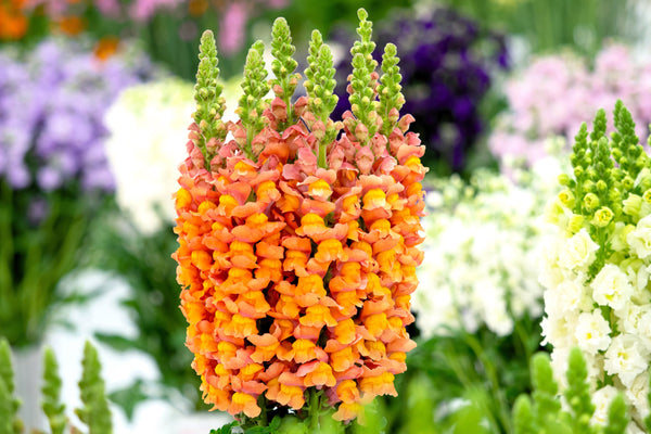 ’Orange Wonder’ Snapdragon Seeds