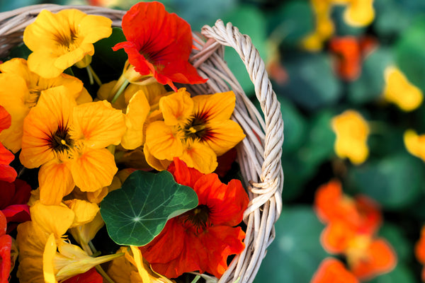 Dwarf Jewel Mix Nasturtium Seeds
