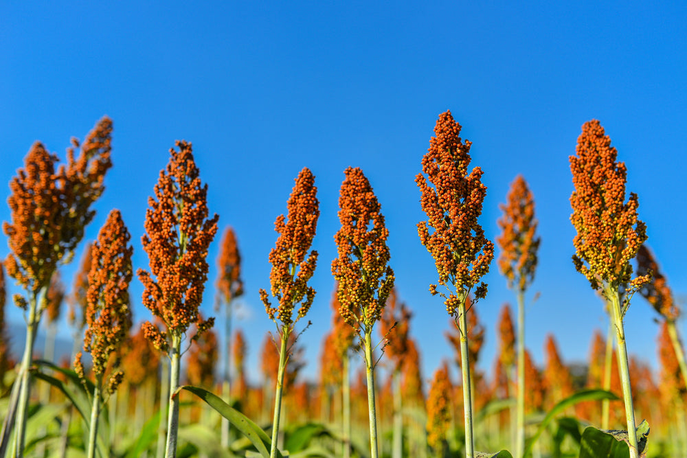 Honey Drip Sorghum Seeds