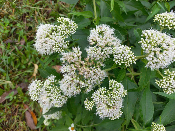 Tall White Boneset Seeds