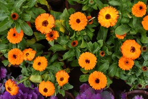 Pacific Beauty Orange Pot Marigold Seeds