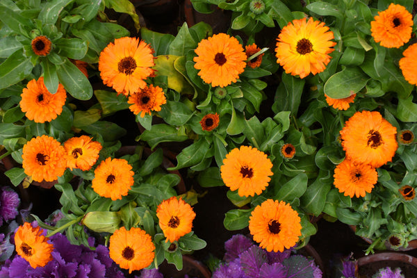 Pacific Beauty Orange Pot Marigold Seeds
