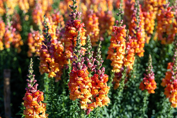 ’Orange Wonder’ Snapdragon Seeds