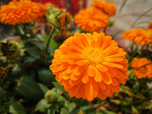 Pacific Beauty Orange Pot Marigold Seeds