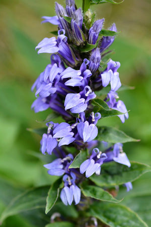 Great Blue Lobelia Seeds
