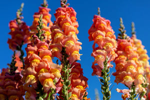 ’Orange Wonder’ Snapdragon Seeds