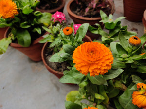 Pacific Beauty Orange Pot Marigold Seeds