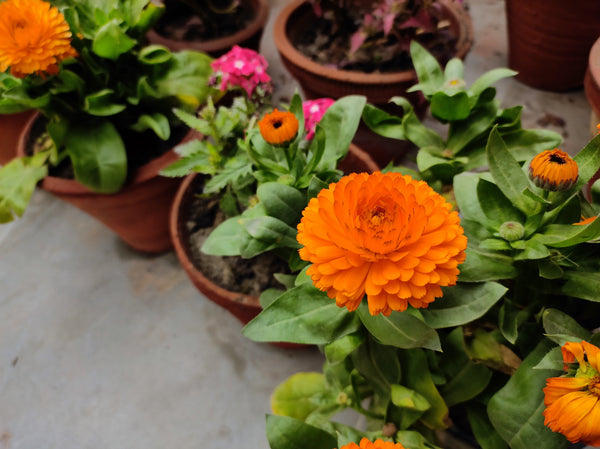 Pacific Beauty Orange Pot Marigold Seeds