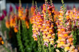 ’Orange Wonder’ Snapdragon Seeds