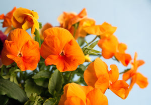 Orange Sun Pansy Seeds
