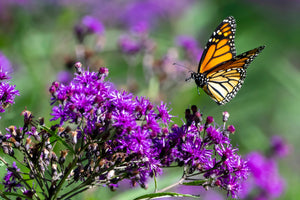 Missouri Ironweed Seeds