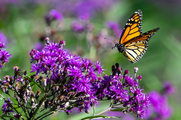Missouri Ironweed Seeds