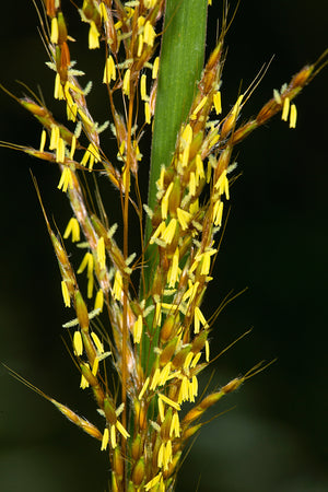 Indian Grass Seeds