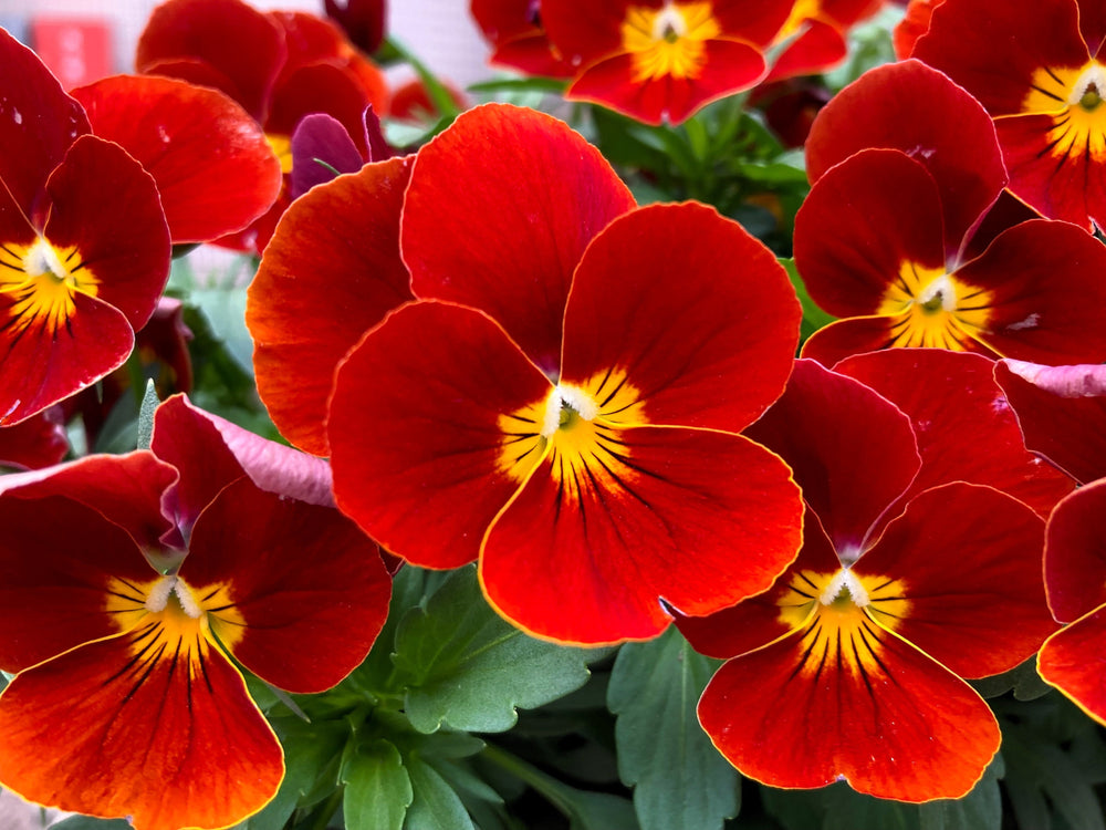Red & Yellow Pansy Seeds