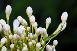 White Lily of the Nile Seeds