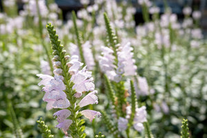 White Showy Obedient Plant Seeds