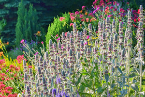 Lamb's Ear Seeds