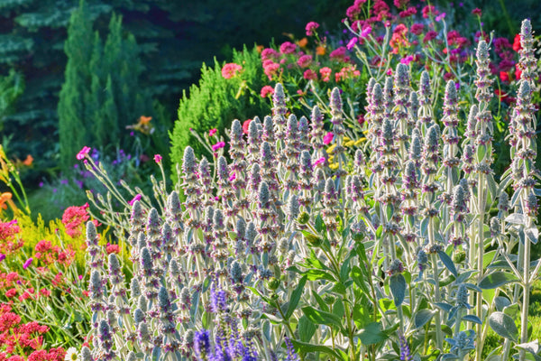 Lamb's Ear Seeds