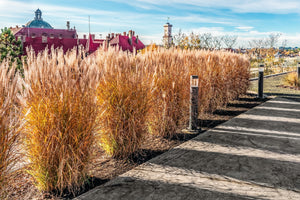 Red Maiden Grass Seeds