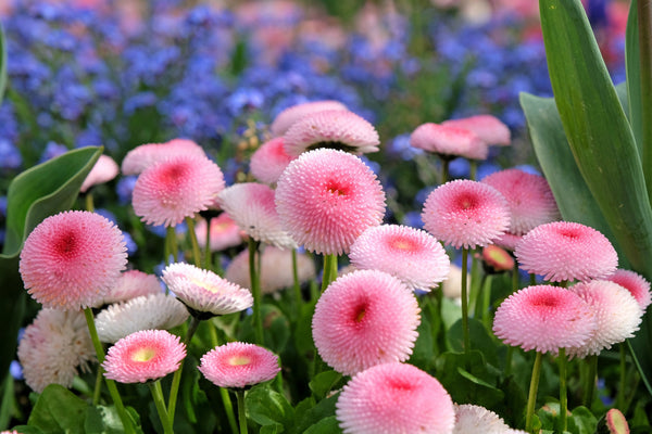 Strawberries & Cream English Daisy Seeds