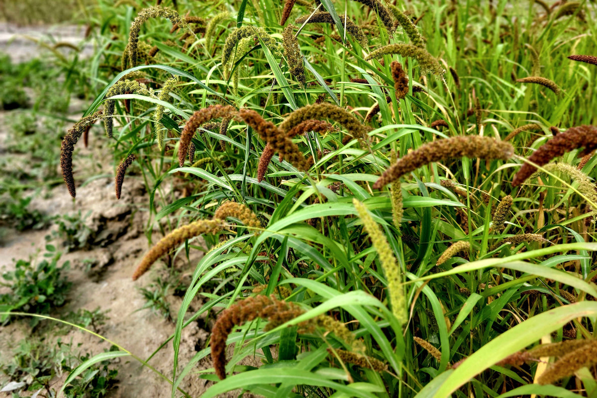 Foxtail Millet Java Foxtail Millet Seeds