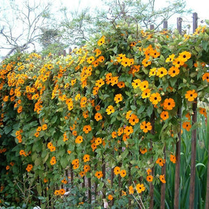 Black-Eyed Susan Vine Seeds - Mixed Thunbergia
