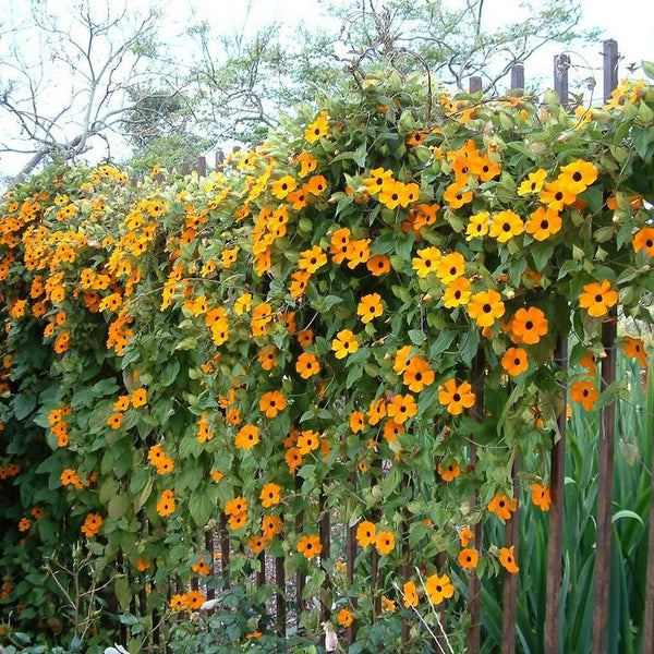 Black-Eyed Susan Vine Seeds - Mixed Thunbergia