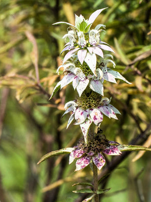 Spotted Bee Balm Seeds