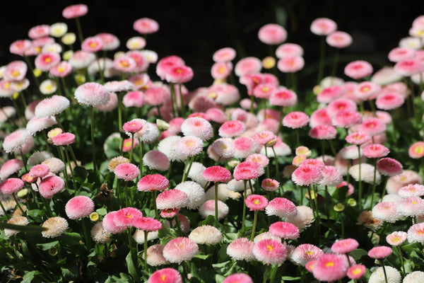 Strawberries & Cream English Daisy Seeds