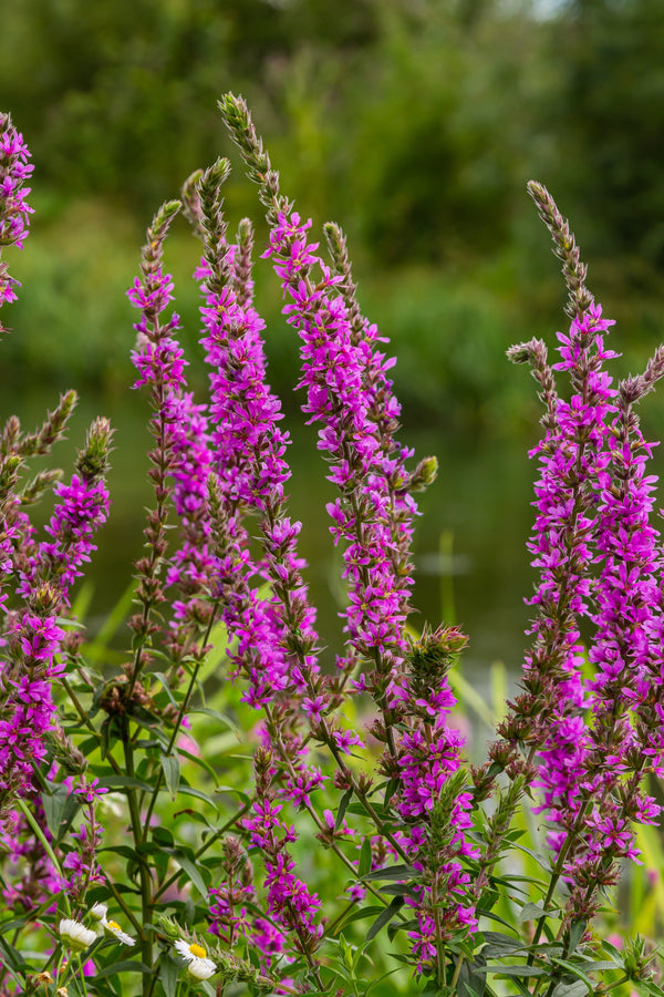 Winged Loosestrife Seeds