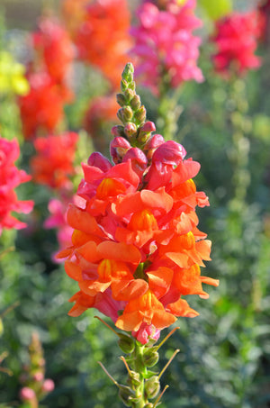 ’Orange Wonder’ Snapdragon Seeds