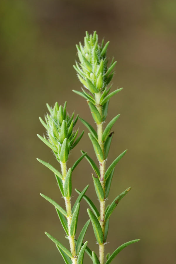 Mediterranean Thyme Seeds