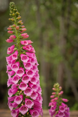 Pink Foxglove Seeds
