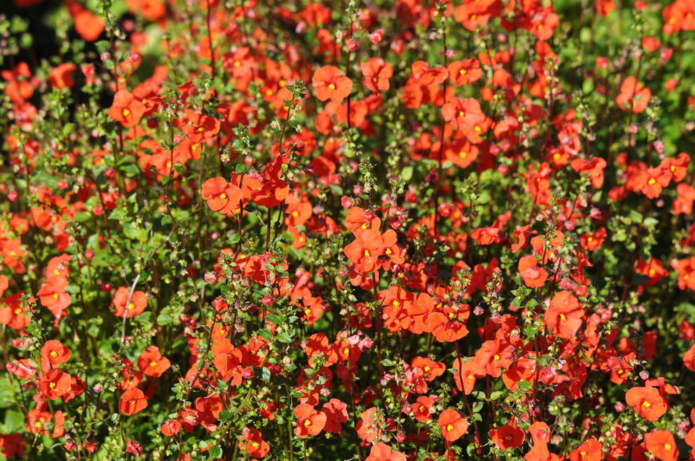 Scarlet Mask Flower Hummingbird Plant Seeds