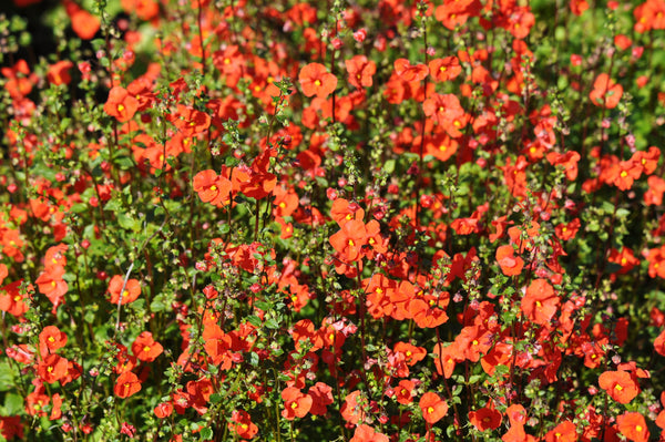 Scarlet Mask Flower Hummingbird Plant Seeds