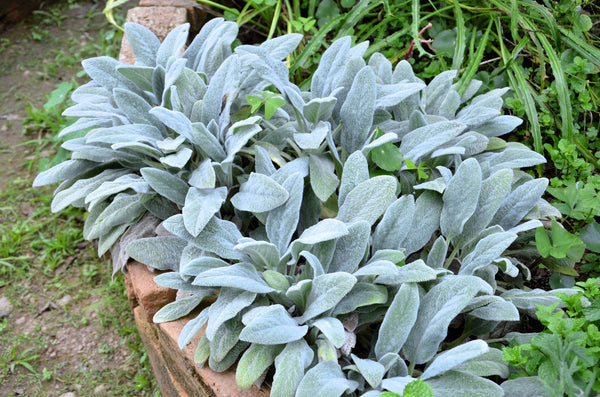 Lamb's Ear Seeds