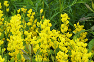 Yellow Wild Indigo Seeds