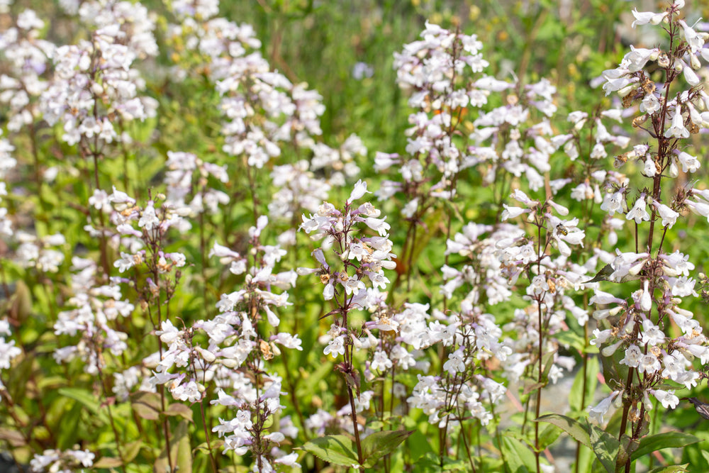 Foxglove Beardtongue Seeds